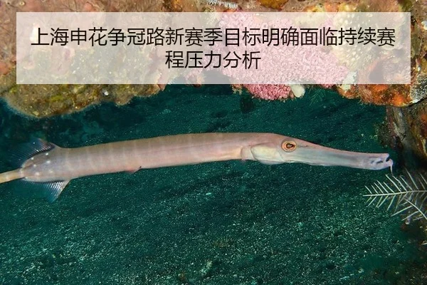 上海申花争冠路新赛季目标明确面临持续赛程压力分析